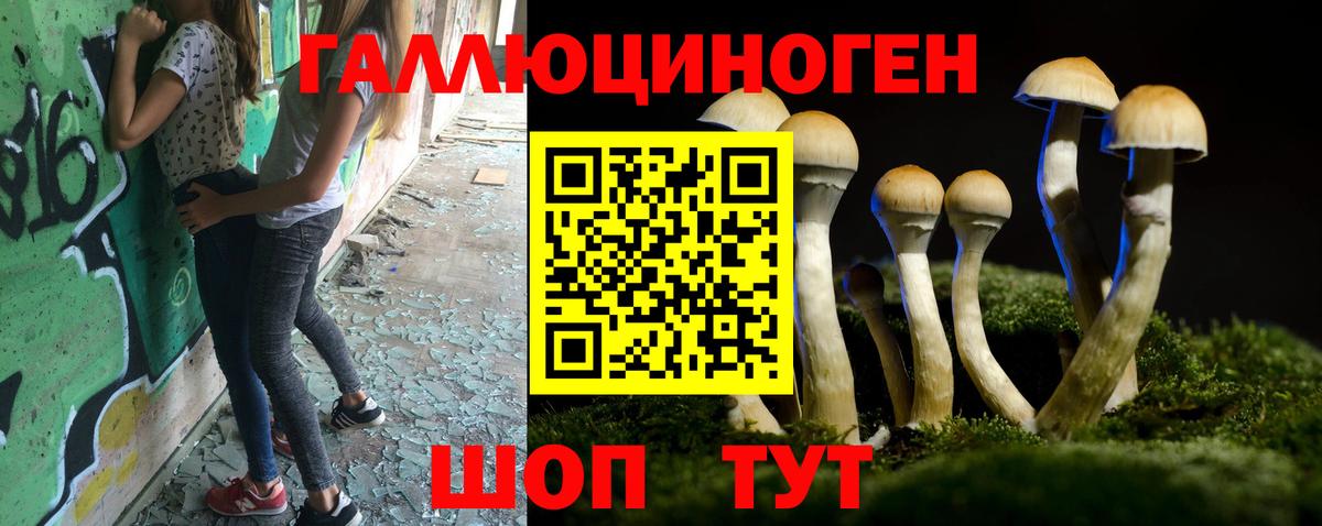 Псилоцибиновые грибы Psilocybine cubensis Саяногорск